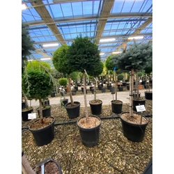 Közönséges tiszafa   TAXUS BACCATA T1/2 K30