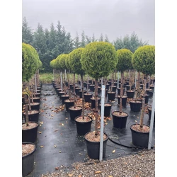Aranylombú keleti tuja  THUJA ORIENTALIS COMPACTA AUREA NANA T1/2 K35