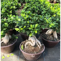 Fikusz bonsai FICUS GINSENG BONSAI 60CM K10