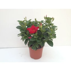 Tölcsérjázmin SUNDAVILLE BOKOR 40CM K1,5