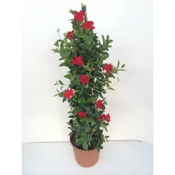 Tölcsérjázmin   SUNDAVILLE PIRAMIS 110CM K9