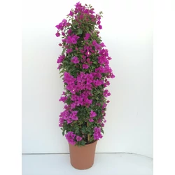 Murvafürt BOUGAINVILLEA GLABRA SANDERIANA PIRAMIS 110CM K9