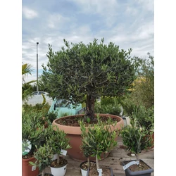 Olajfa    OLEA EUROPAEA GOMBA FORMA BONSAI TÁLBAN
