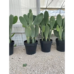Fügekaktusz   OPUNTIA FICUS INDICA K25