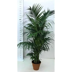 Kenciapálma HOWEA FORSTERIANA 8 NÖVÉNY/CSERÉP 230CM K30