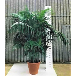 Kenciapálma HOWEA FORSTERIANA 10 NÖVÉNY/CSERÉP 280CM K40