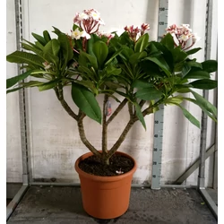 Pluméria   PLUMERIA RUBRA 110CM K12
