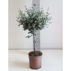 Havasi eukaliptusz EUCALYPTUS GUNNII T70 K3