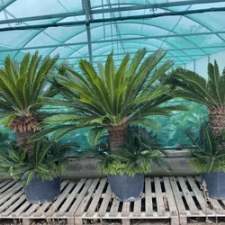 Szágópálma   CYCAS REVULATA 180CM K50