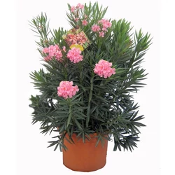 Leander NERIUM OLEANDER 130/150 K42