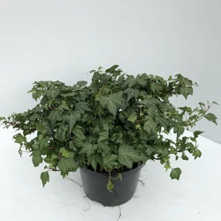 Közönséges borostyán   HEDERA HELIX MAPLE QUEEN 60/80 K2