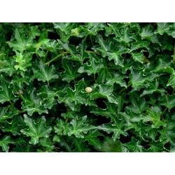 Közönséges borostyán   HEDERA HELIX IVALACE 60/80 K2