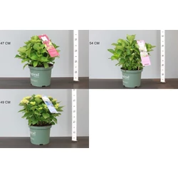 Kerti hortenzia   HYDRANGEA MACROPHYLLA MAGICAL FOUR SEASONS 30/40 CS23