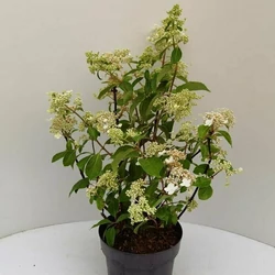 Bugás hortenzia   HYDRANGEA PANICULATA 25/35 K3
