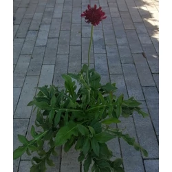 Varfű KNAUTIA MACEDONICA RED KNIGHT CS13