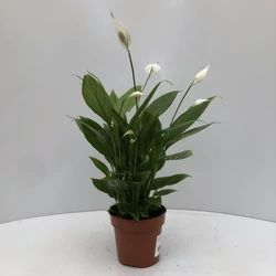 Vitorlavirág SPATHIPHYLLUM  PEARL CUPIDO CS9