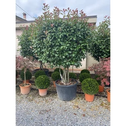 Örökzöld korallberkenye   PHOTINIA FRASERI RED ROBIN TÖBBTÖRZSES K150