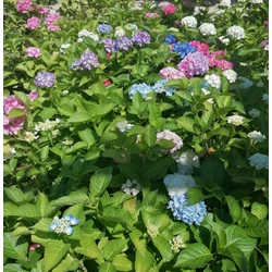 Kerti hortenzia HYDRANGEA MACROPHYLLA K3