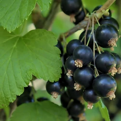 Fekete ribiszke RIBES NIGRUM K2