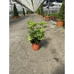 Sugárarália SCHEFFLERA AMATE K20