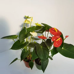 Flamingóvirág ANTHURIUM ANDRAEANUM FAJTÁK CS14