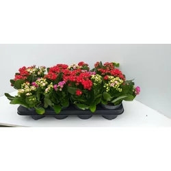 Korallvirág KALANCHOE 