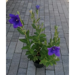 Léggömbvirág PLATYCODON GRANDIFLORUS ASTRA BLUE CS13