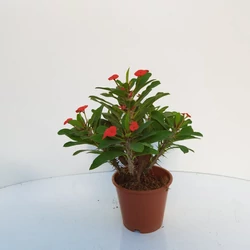 Pompás kutyatej EUPHORBIA MILII CS13