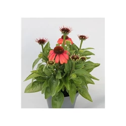Bíbor kasvirág ECHINACEA PURPUREA MOOODZ SATISFY CS17