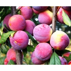 Fortune japán szilva PRUNUS SALICINA FORTUNE K10-12