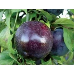 Angelino japán szilva PRUNUS SALICINA ANGELINO K10-12