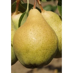 Vilmos körte PYRUS COMMUNIS VILMOS K10