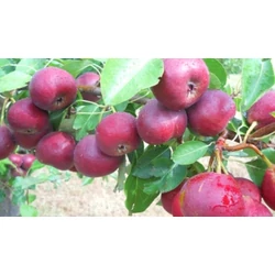 Véralma MALUS DOMESTICA VÉRALMA K10-12