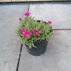 Kristályvirág DELOSPERMA FAJTÁK CS13   