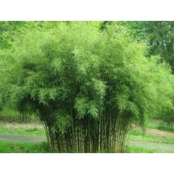 Bambusz    FARGESIA MURIELIAE ASIAN ART 25/30 CS17