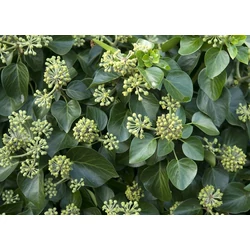 Erdei borostyán   HEDERA HELIX ARBORI COMPACT 25/30 K3