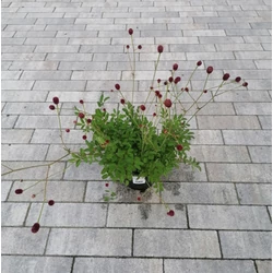 Őszi vérfű SANGUISORBA OFFICINALIS CS14