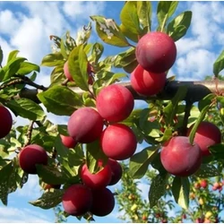 Santa Rosa japán szilva PRUNUS SALICINA SANTA ROSA 14/16 K110