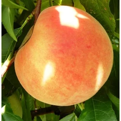 Maria Bianca őszibarack PRUNUS PERSICA MARIA BIANCA 12/14 K65