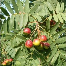 Házi berkenye SORBUS DOMESTICA 12/14 K70