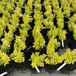 Japán vérborbolya   BERBERIS THUNBERGII MARIA K3