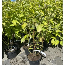 Sárgalevelű som   CORNUS ALBA AUREA K2