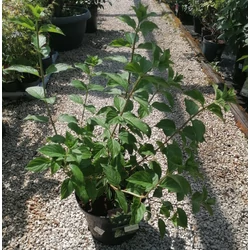 Bugás hortenzia HYDRANGEA PANICULATA POLAR BEAR K10