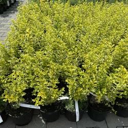 Aranytarka télizöld fagyal  LIGUSTRUM OVALIFOLIUM AUREUM K2