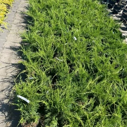 Terülő boróka JUNIPERUS MEDIA MINT JULEP K2