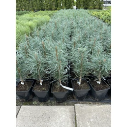Oszlopos erdeifenyő PINUS SYLVESTRIS FASTIGIATA K3