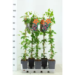 Iszalag    CLEMATIS TEXENSIS PRINCESS DIANA 80CM K2