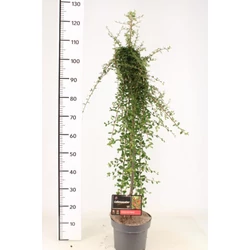 Kúszó madárbirs   COTONEASTER DAMMERI CORAL BEAUTY T80 K4