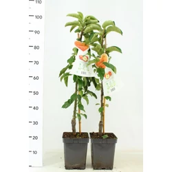 Törpe almafa MALUS DOMESTICA (OSZLOPOS) 60/80 K5