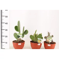 Kaktusz   OPUNTIA HYBRID 20/25 CS20